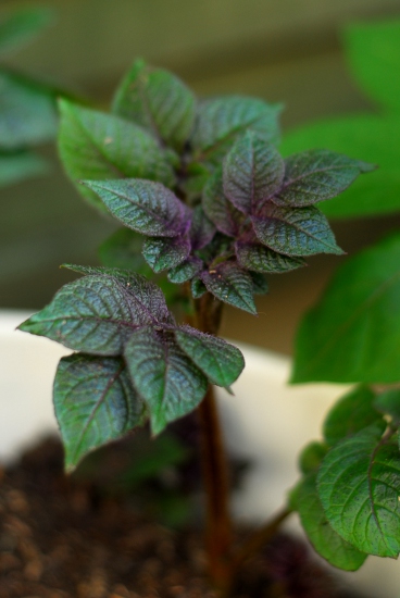 Young potato leaves