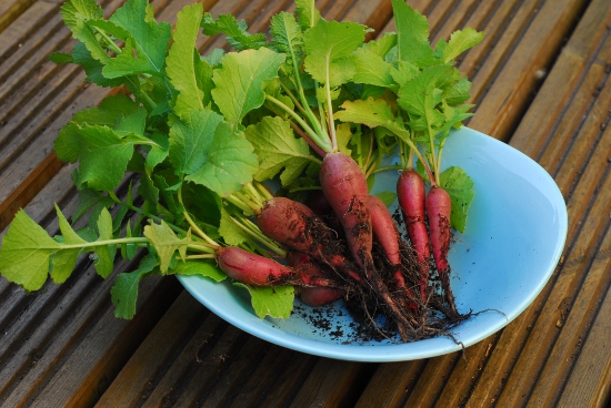 Radishes