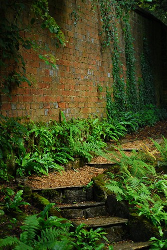 Fern garden, Kingston Lacy