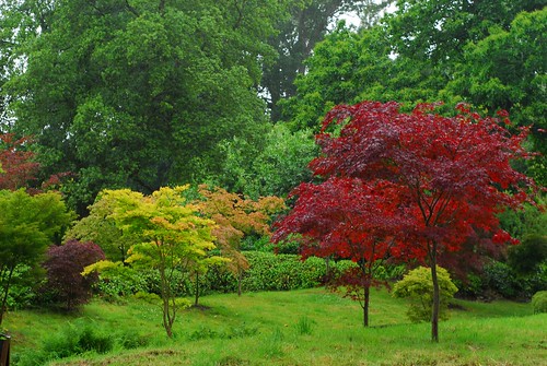 Japanese Tea Garden, Kingston Lacy