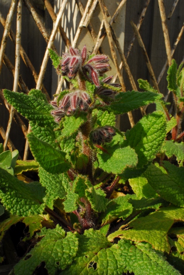 Borage buds