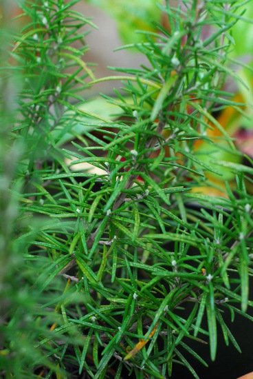 Rosemary in winter