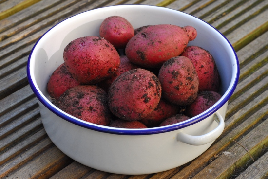 Potato harvest