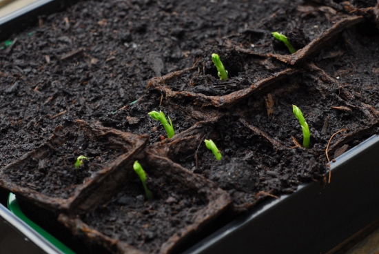 Pea seedlings