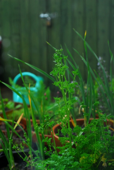 Parsley trying to flower, in the rain