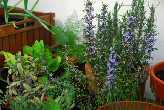 Rosemary in flower