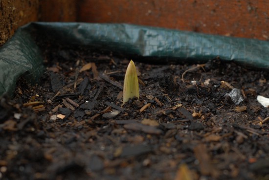 Garlic shoot