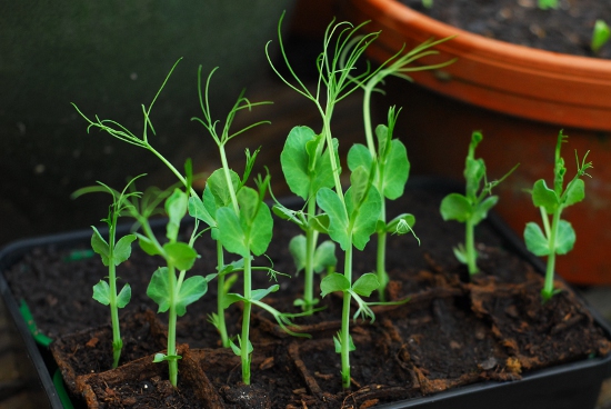 Pea seedlings on their first day out in the garden