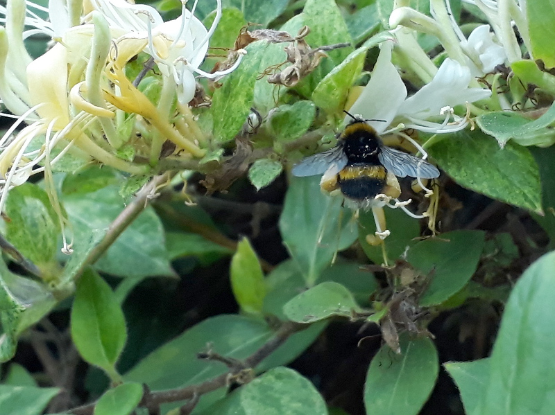 White-tailed bumblebee