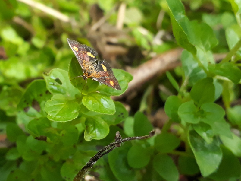 Mint moth