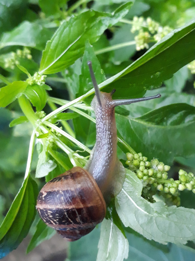 Garden snail