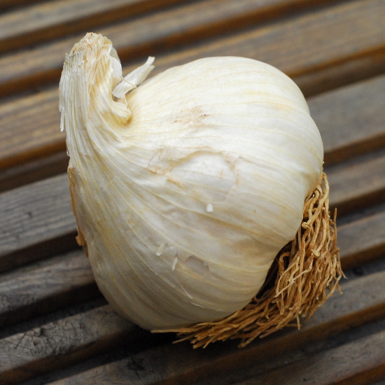 Solent Wight garlic bulb